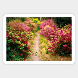 Footpath with azaleas Magnet